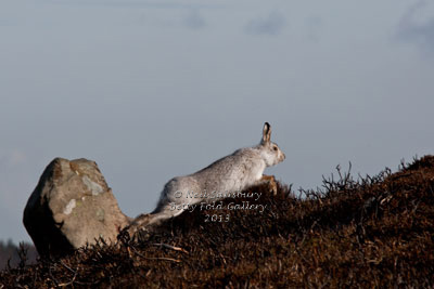 Mountain Hare Photography By Betty Fold Gallery